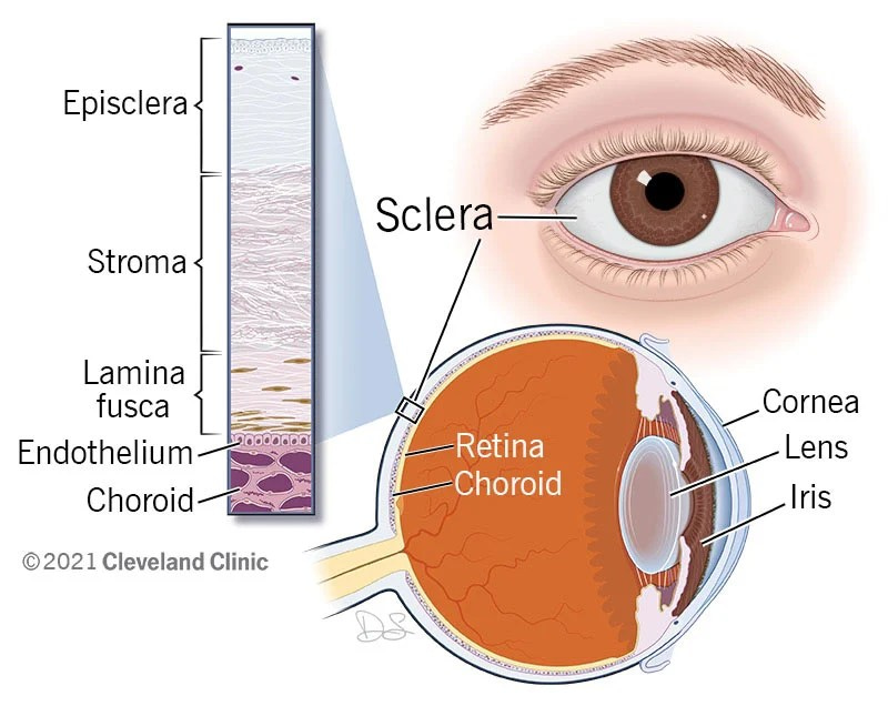 Layers of the sclera