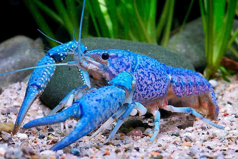 A free blue lobster in nature
