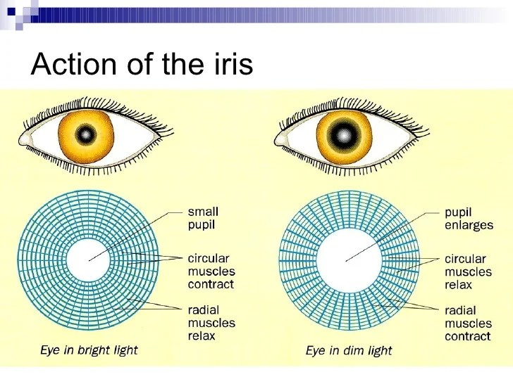 Action of the iris to control the size of the pupil