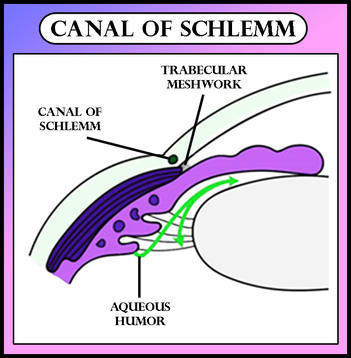 Canal of schlemm diagram
