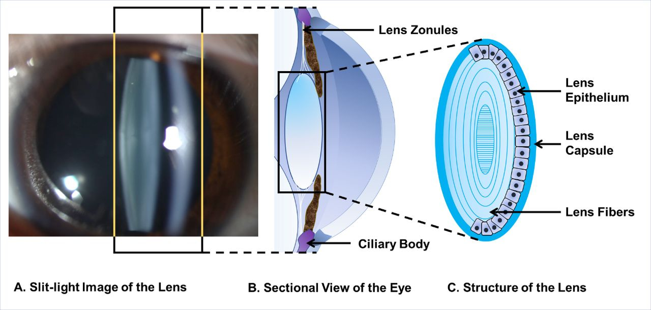 The crystalline lens