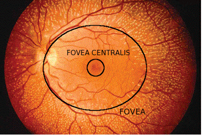 circle indicates fovea centralis position