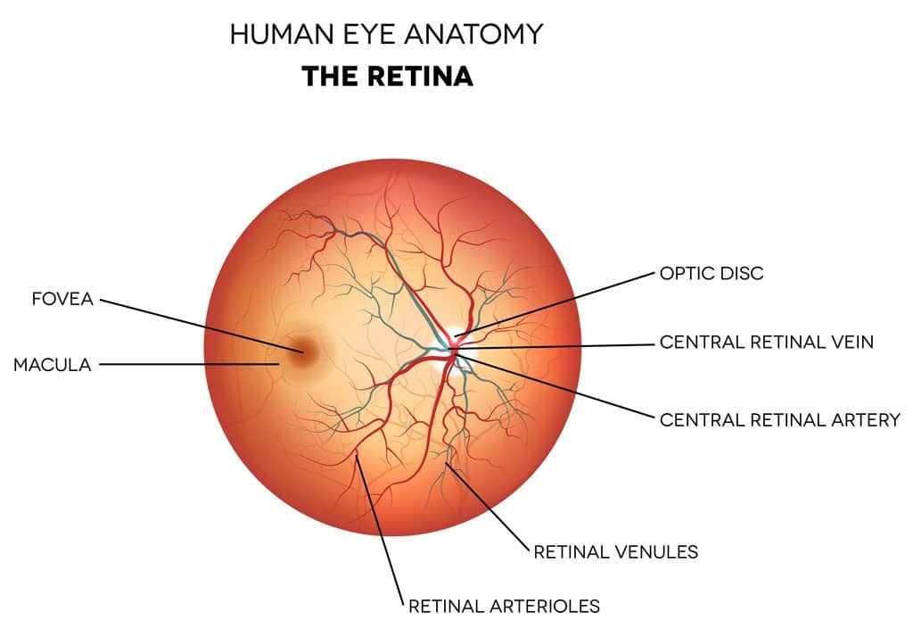 Human eye anatomy: the retina