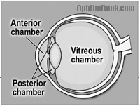 Side view of the eyeball with the vitreous chamber taking up the majority of space